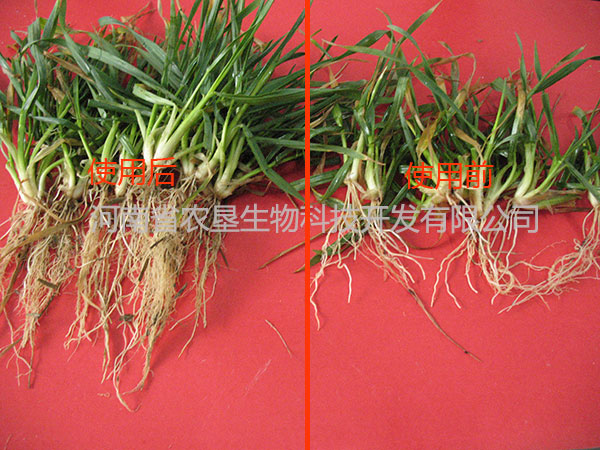 小麥根2組對比