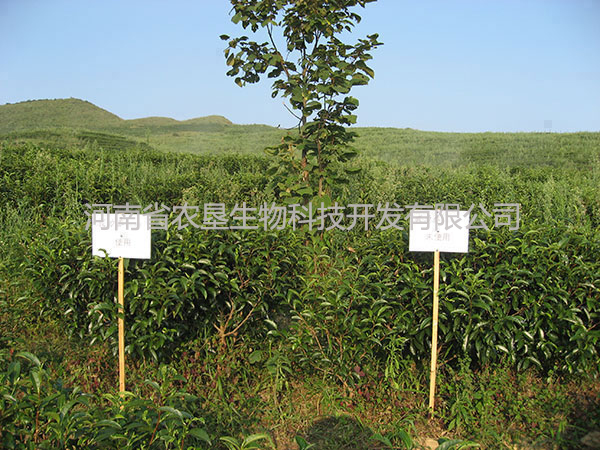 廣西實驗照片